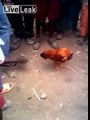 ديك حي بلا راس سبحان الله  Headless Chicken Amuses Kids