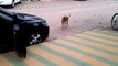 Dog walks by a parked car playing music. When he hears it? HILARIOUS!