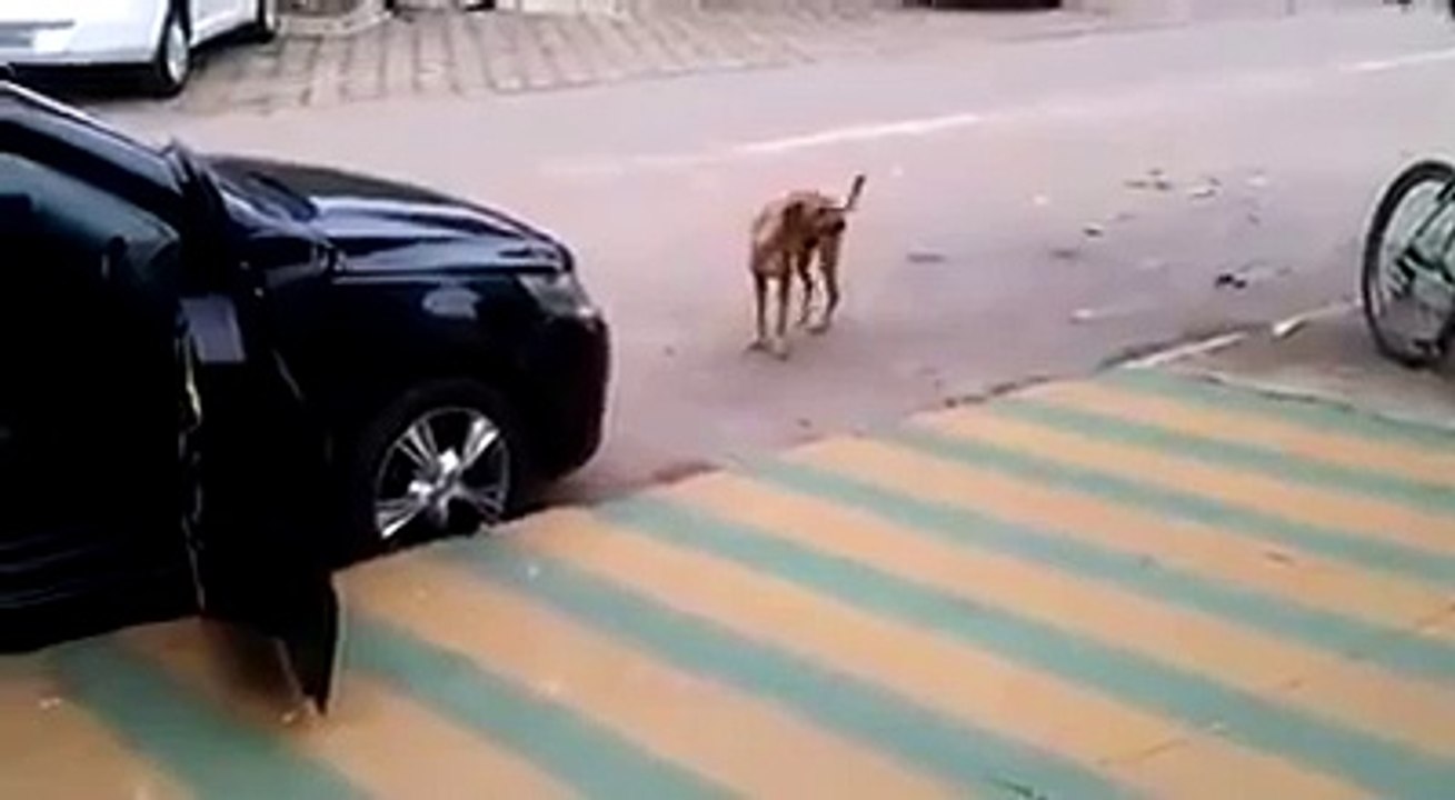 Dog walks by a parked car playing music. When he hears it? HILARIOUS!