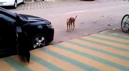 Dog walks by a parked car playing music. When he hears it? HILARIOUS!