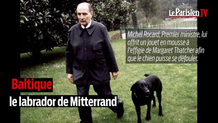 Ces chiens qui ont marqué l'Histoire