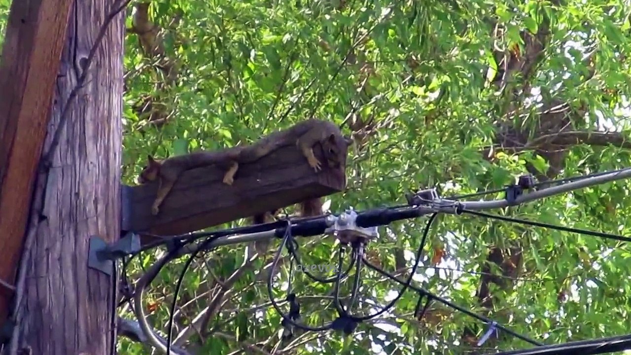 Weird Animal Behaviour - Funny Squirrel Animals Images - Wildlife Wild Life Pictures Video