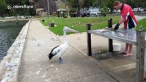 Cheeky pelican steals fish from fisherman