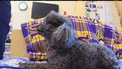 Senior dogs from Bobs House for Dogs visit with local senior citizens