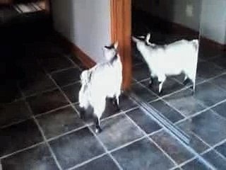 Adorable Goat Attacks Herself