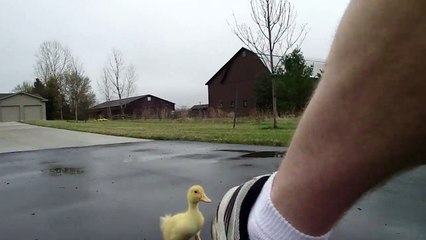 Il va à l'école suivi par son meilleur pote le bébé canard