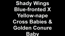 Shady Wings Blue fronted X Yellow nape Cross Babies & Golden Conure Baby