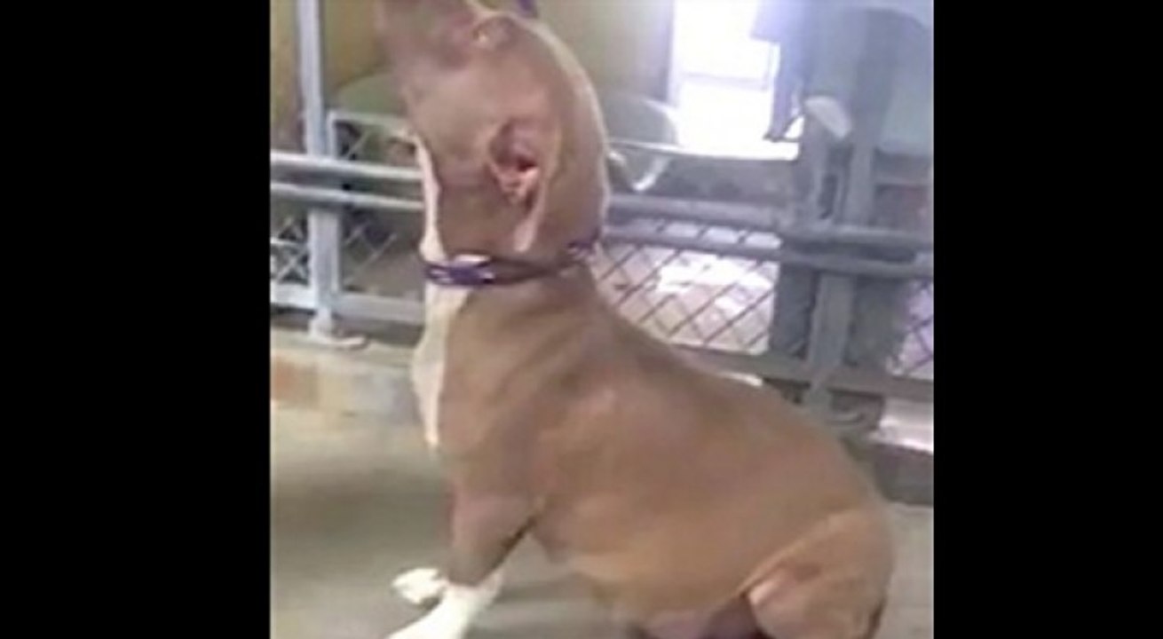 Questa Pitbull Incinta Stava Per Essere Soppressa. Ma Guardate Dove Si Trova Oggi...