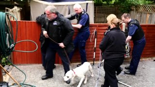 Met To Destroy Hundreds Of Dogs As Attacks Rise