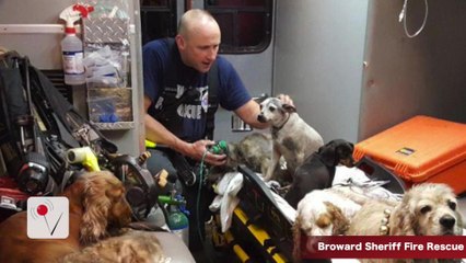 Dozens of Dogs Rescued From Burning Home