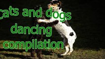 Funny dancing cats and dogs - Cute animal compilation