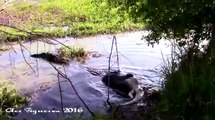 Impactante vídeo! Un caiman se come a otro caiman ! El video más visto en internet!