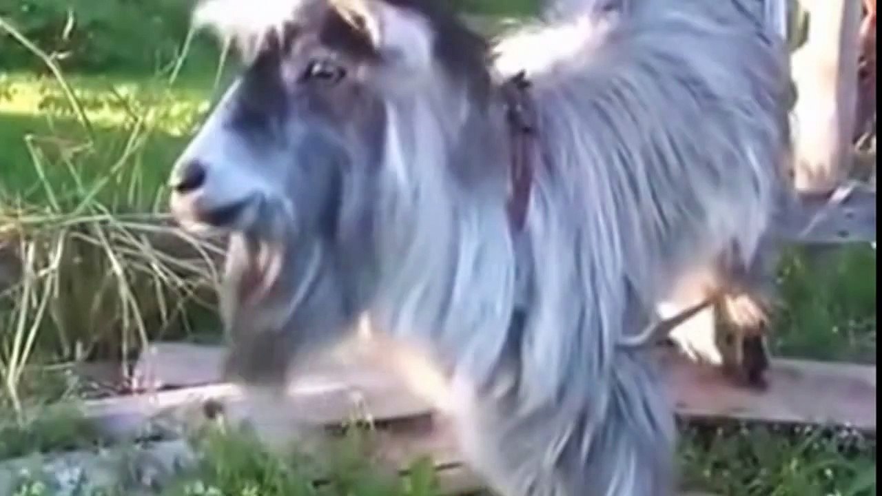حيوانات مجنونة الموت ديال الضحك