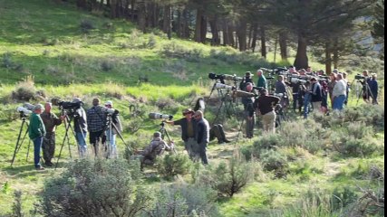 A fox and a badger fight in Yellowstone - the whole story
