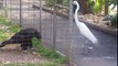 Eagle attacks animals (dog, birds, drone, goose, kangaroo) - Animal Attack Video Compilation part 2