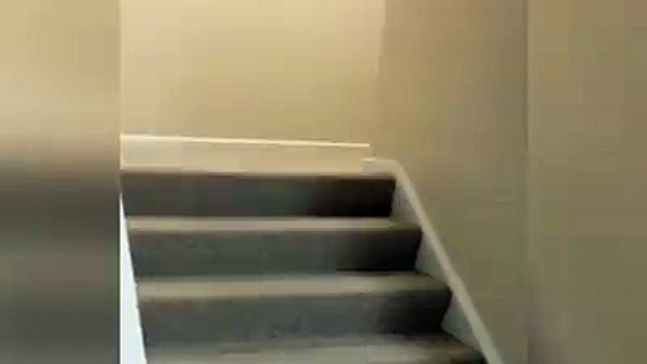 Just 2 dogs having some good time