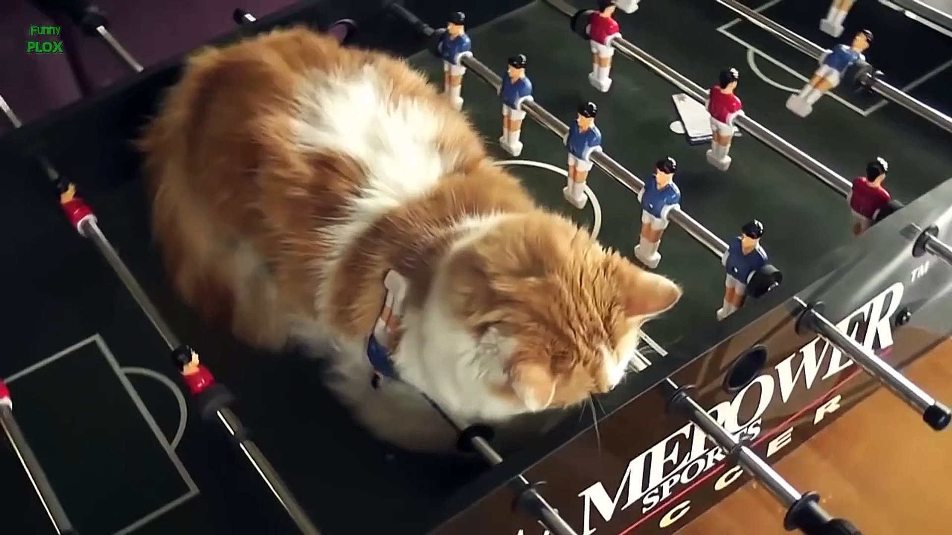 funny cats sleeping in weird positions compilation 2014 funnyplox