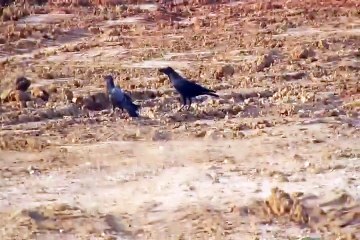 crows attack & eat pigeon