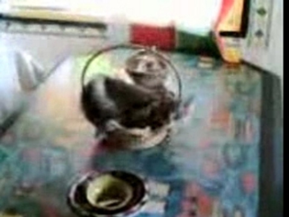 Grisou le chat savant