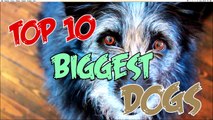 TOP 10 BEST AND BIGGEST GUARD DOGS