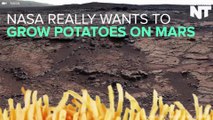 NASA Really Wants to Grow Potatoes on Mars