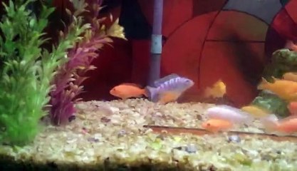 "..My Fish Aquarium - GVP.."