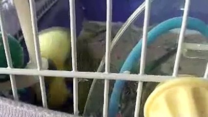 talking green budgie bird