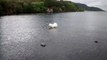 Saskia Samoyed in Loch Ness Scotland