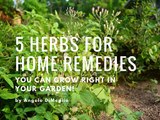 5 Herbs For Home Remedies