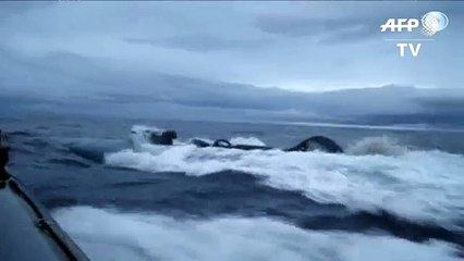 Decomisaron aproximadamente seis toneladas de droga en Pacífico ecuatoriano