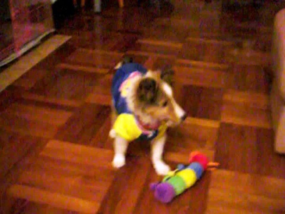 Moses & Toy