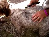 The Hair-raiser de-shedding comb - and a German wire-haired pointer