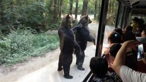 Des ours se comportent comme des humains dans un zoo