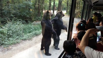 Des ours se comportent comme des humains dans un zoo
