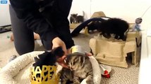 Tiny Kittens Happy New Year from Shelly and TKHQ