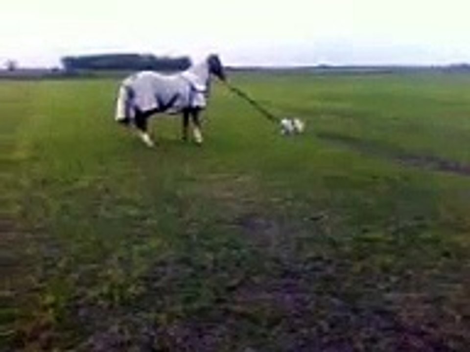 Dog attempting to lead horse! :)