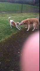 DOG FIGHT!!!!! (Gone wrong) (sexual) (blood violence) (police called)
