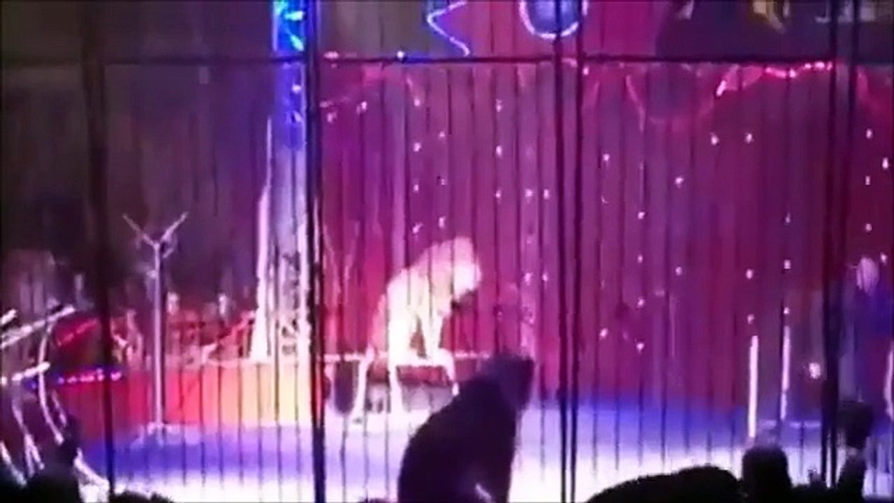 Lady Lion Trainer Nearly Eaten By Giant Cat