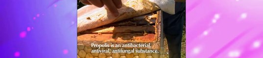 National Geographic Documentary PBS Natural Beekeeping Discovery Channel