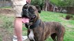 Tiger - Boxer Available for Adoption!