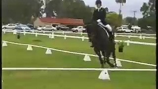 Eventer/Dressage Horse for Sale - Australia