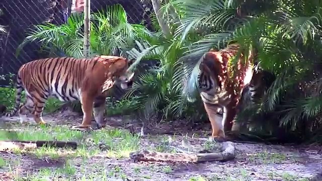 Stacey Konwiser was part of the Malayan tiger conservation