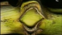Reportage ARTE crop circles partie 3...