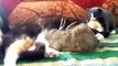 Cat Adopts Baby Bunny Кошка приняла крольчонка funny animals