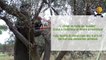 SETE -2016 - BASSIN DE THAU - VERT DEMAIN - La taille des oliviers, un arbuste méditerranéen... - Jardiner autour de Thau