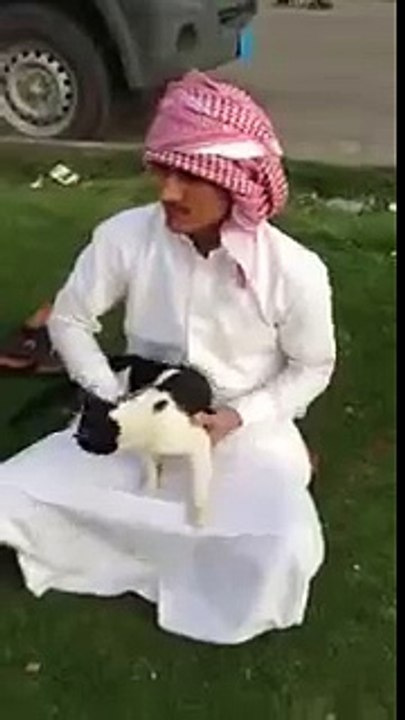 Cute Cat