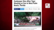 Tiger Attacks, Kills Zookeeper at Florida Zoo