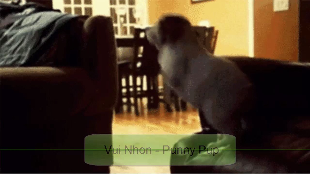 Funny puppy videos compilation 2016