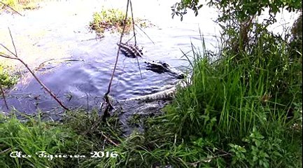 Gator eating Gator