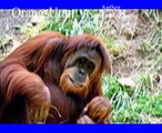 OrangUtan Tiere Animals Natur SelMcKenzie Selzer-McKenzie